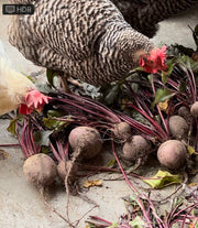 BEET - Deep Red